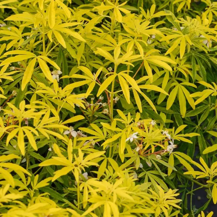 Choisya ternata Goldfinger Pot 17 * Oranger du Mexique parfumé.