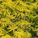 Choisya ternata Goldfinger Pot 17 * Oranger du Mexique parfumé.