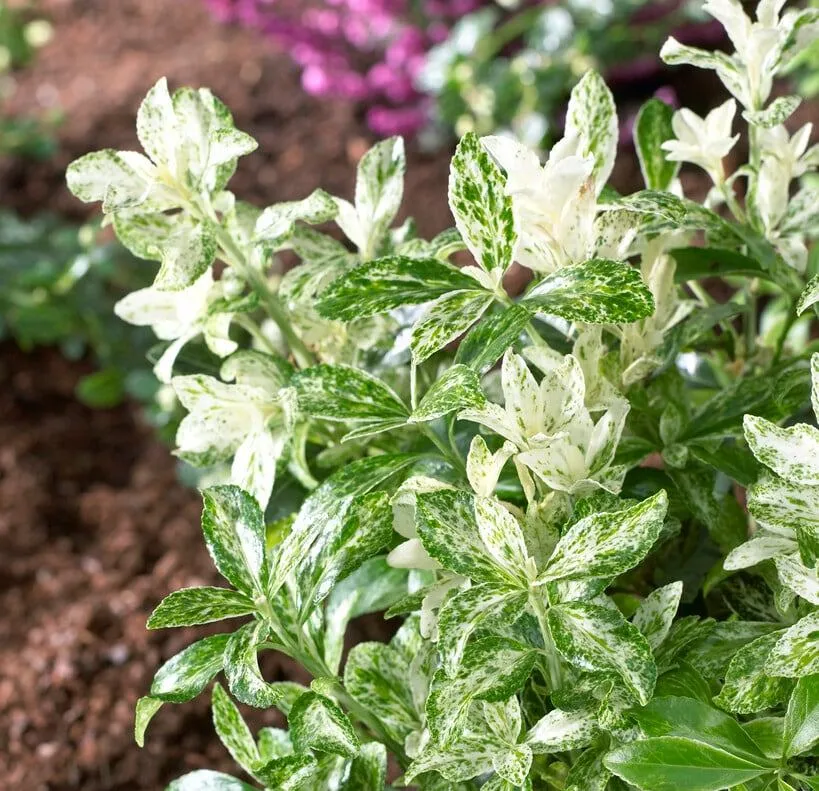 Euonymus fortunei Pierrolino P15