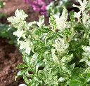 Euonymus fortunei Pierrolino P15
