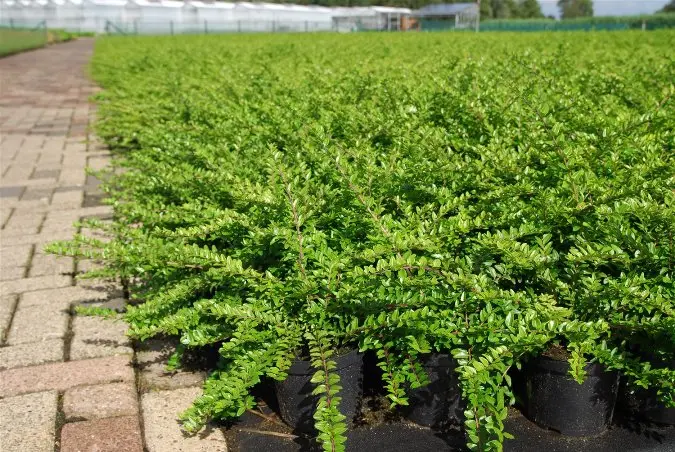 Lonicera nitida maigrun 20 30  Pot C1.3 *** Remise importante à partir de 30 plantes **