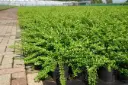 Lonicera nitida maigrun 20 30  Pot C1.3 *** Remise importante à partir de 30 plantes **