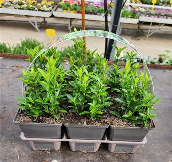 Euonymus japonicus Green Spire 10 15 cm Pot P9-10 ** Alternative au buis pour le soleil ** prix / pc
