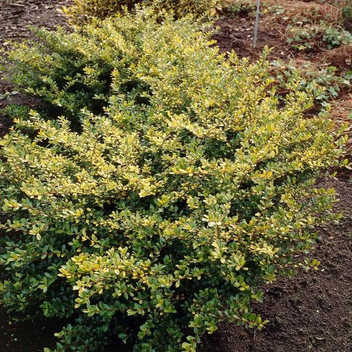 [100873] Ilex crenata Golden Gem Pot C3 * Alternative aux buis **