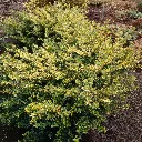 Ilex crenata Golden Gem Pot C3 * Alternative aux buis **