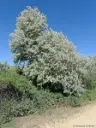 Elaeagnus angustifolia 60 80 cm Pot