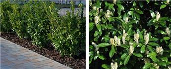 Prunus laurocerasus Caucasica 060 080 RN JPL  RACINES NUES: prix à la pièce mais *VENDUS UNIQUEMENT PAR 10 PLANTES ET MULTIPLES*- * Laurier du Caucase *