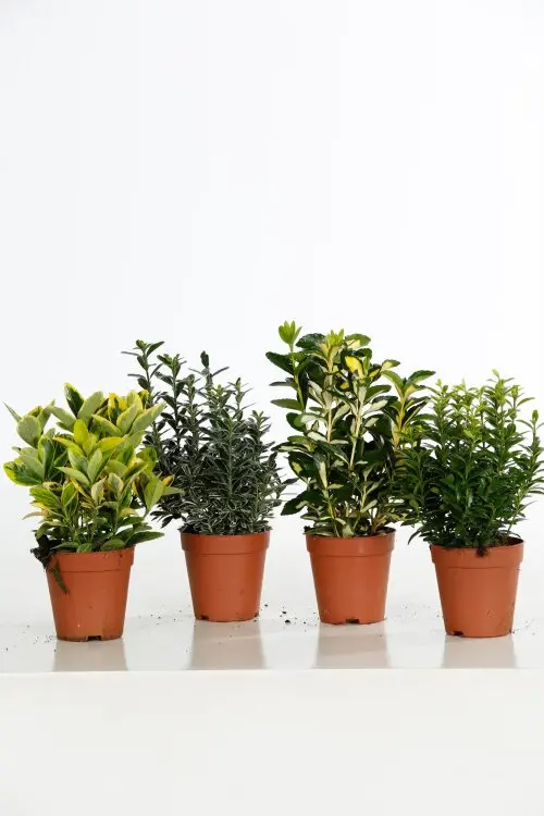 Euonymus japonicus variés petit P9 