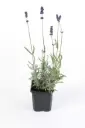 Lavandula Hidcote P10.5 ou P9