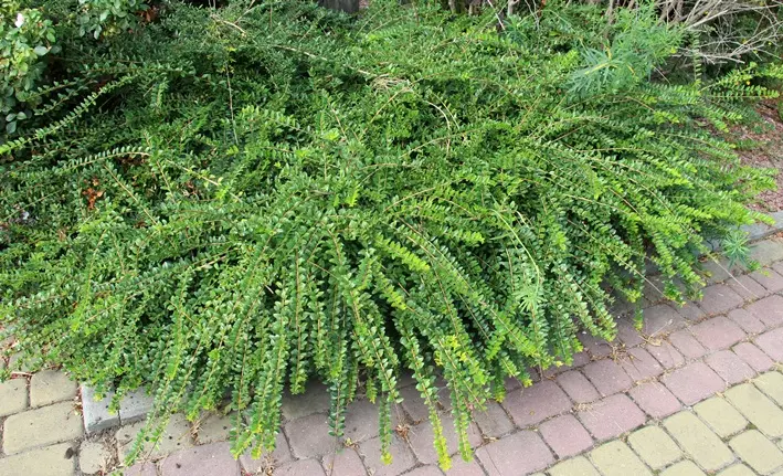 Lonicera pileata pot C1.3Litres * Excellent couvre-sol.