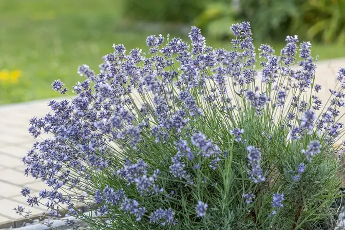 Lavandula Munstead Pot C1.5