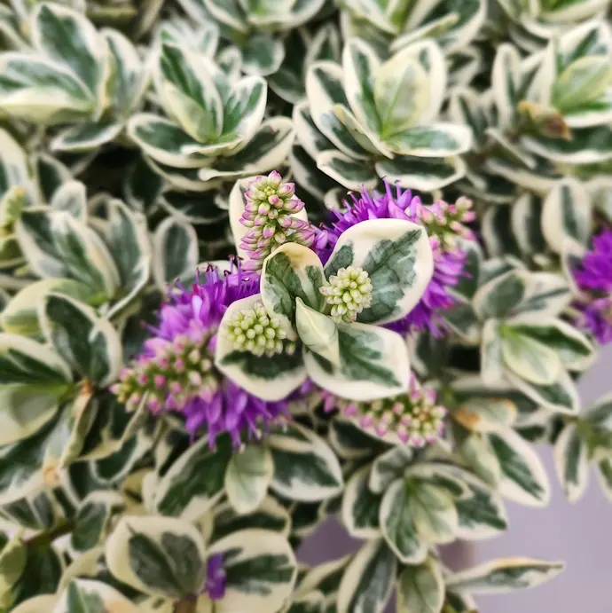 Hebe panachée P12 - Veronique feuilles décoratives 