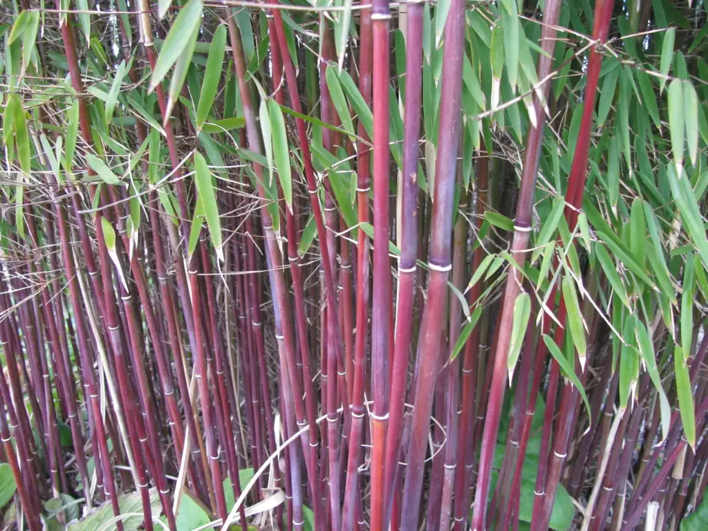 Fargesia scabrida Asian Wonder 175 200 Pot P27 ** Non traçant **