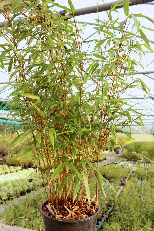 Fargesia murielae Rufa  60 80 Pot P19 - C2L