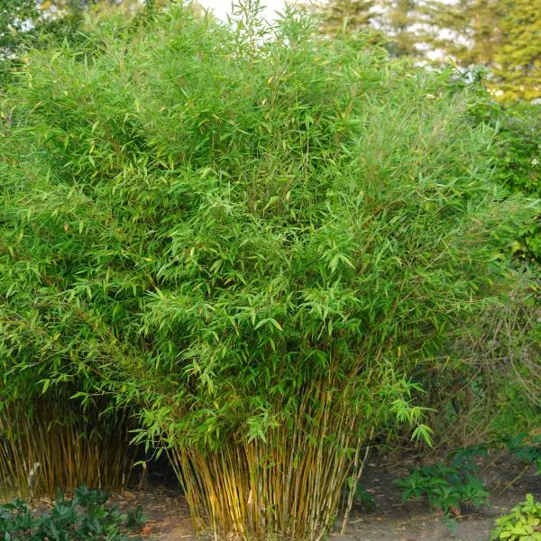 Fargesia murielae Rufa 100 125 Pot C7.5 ** Bien touffu: beaucoup de cannes **