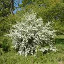 Crataegus monogyna 60 80 cm Pot ** Aubépine blanche **