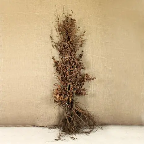 Fagus sylvatica 175 200 JPL RN XTRA (ORA) Hêtre vert *** Remise importante à partir de 10 plantes **