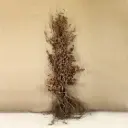 Fagus sylvatica 175 200 JPL RN XTRA (ORA) Hêtre vert *** Remise importante à partir de 10 plantes **