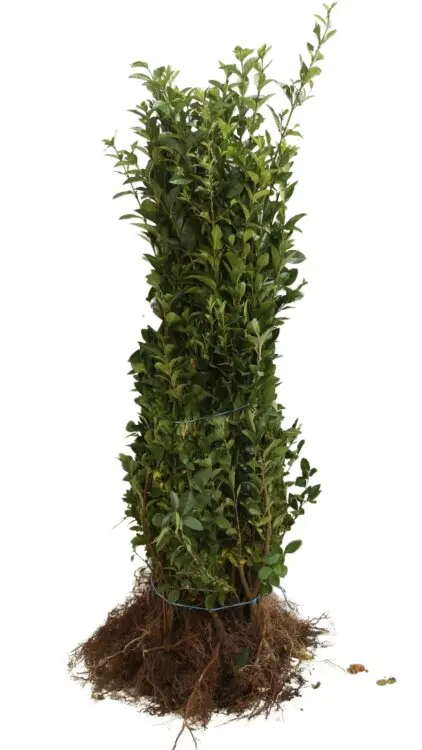 Ligustrum ovalifolium 080 100 JPL RN (JAU) - Troène. *** Remise importante à partir de 10 plantes **