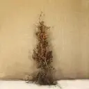 Fagus sylvatica 150 175 JPL RN XTRA (ble) 5 ans repiqués 3X . Hêtre vert. *** Remise importante à partir de 10 plantes **