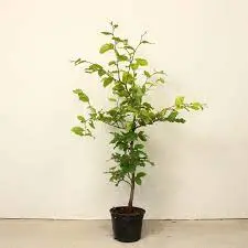 Fagus sylvatica 100 125 Pot : se plante toute l´année. Hêtre vert. Prix dégressif à partir de 10 plantes.