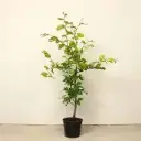 Fagus sylvatica 100 125 Pot : se plante toute l´année. Hêtre vert. Prix dégressif à partir de 10 plantes.