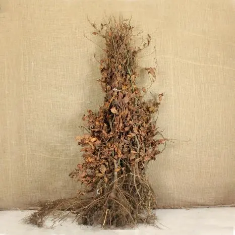 Fagus sylvatica 100 125 JPL RN (Bla) XTRA 4 ans repiqués 2X. Hêtre vert. *** Remise importante à partir de 10 plantes **