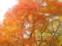 Acer monspessulanum Haute tige 10 12 Motte - Erable de Montpellier