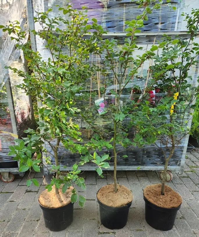 Fagus sylvatica 125 150 POT ** Se plante toute l´année ** REMISE IMPORTANTE A PARTIR DE 10 PLANTES ** Hêtre vert