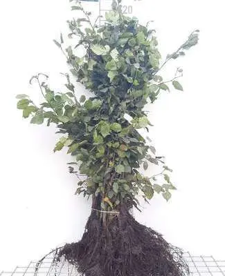 Carpinus betulus 080 100 JPL Racines Nues XTRA (jau) *** Remise importante à partir de 10 plantes **