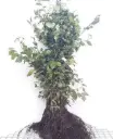 Carpinus betulus 080 100 JPL Racines Nues XTRA (jau) *** Remise importante à partir de 10 plantes **