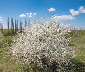 Prunus spinosa 80 100 cm JPL RN  ** Prunelier. Remise importante à partir de 10 plantes **