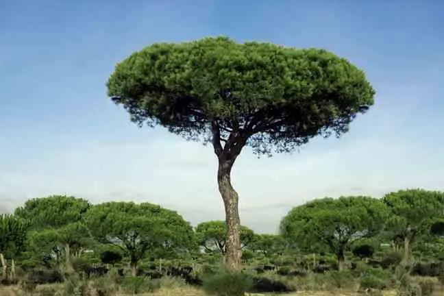 Pinus pinea Haute Tige 16 18 Tronc 180-200 cm Pot **Véritable Pin Parasol**