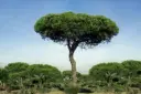 Pinus pinea Haute Tige 16 18 Pot **Véritable Pin Parasol**
