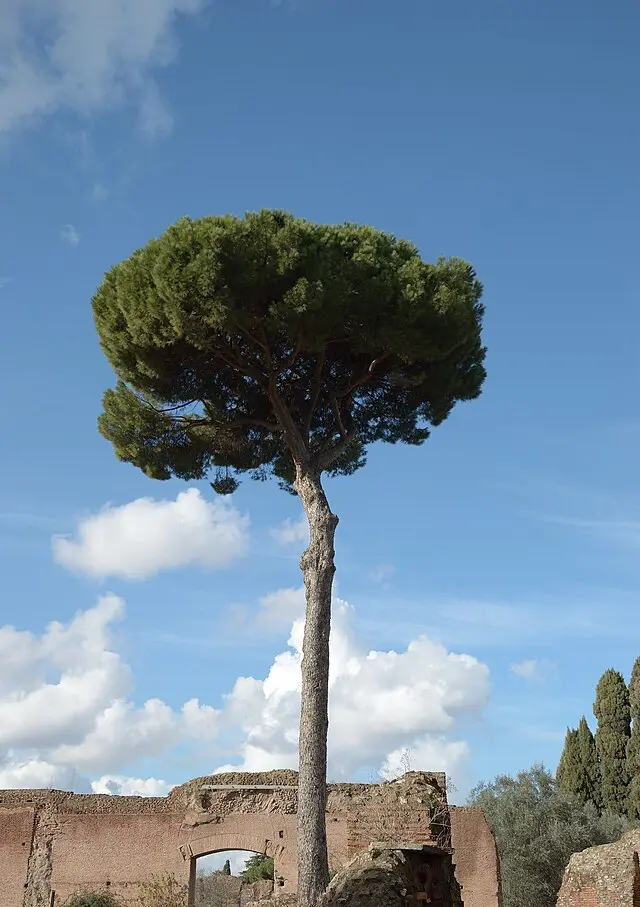 Pinus pinea Haute Tige 16 18 Tronc 180-200 cm Pot ** Véritable Pin Parasol **