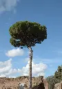 Pinus pinea Haute Tige 16 18 Tronc 180-200 cm Pot ** Véritable Pin Parasol **