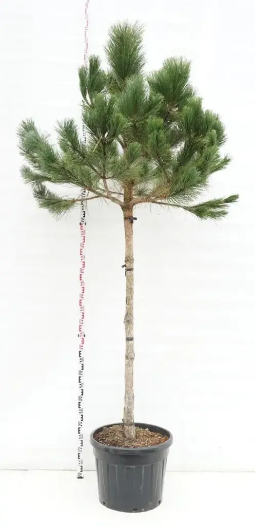 Pinus pinea Demi tige 150 cm ** Véritable Pin Parasol NAIN **