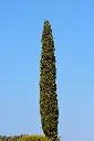 Cupressus sempervirens Pyramidalis 200 250 cm Pot - Cyprès de Florence