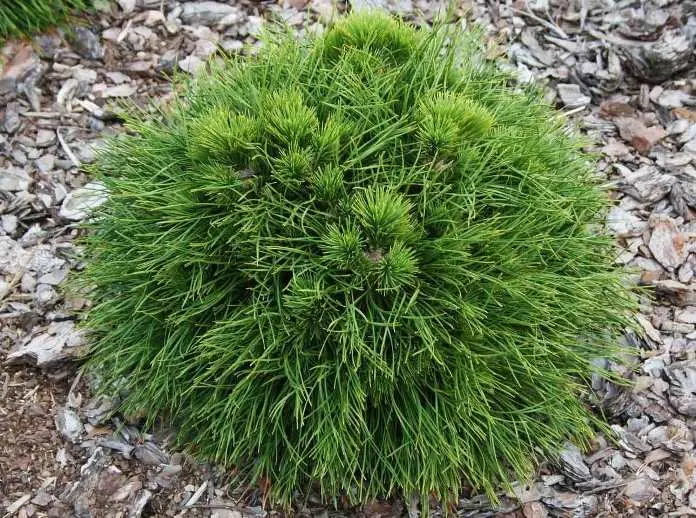 Pinus mugo Varella 30 35 cm Pot C7.5L