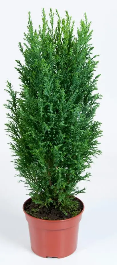 Chamaecyparis Ellwoodii Pot P11