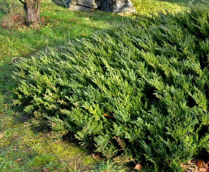 [102919] Juniperus sabina Tamariscifolia Pot C10