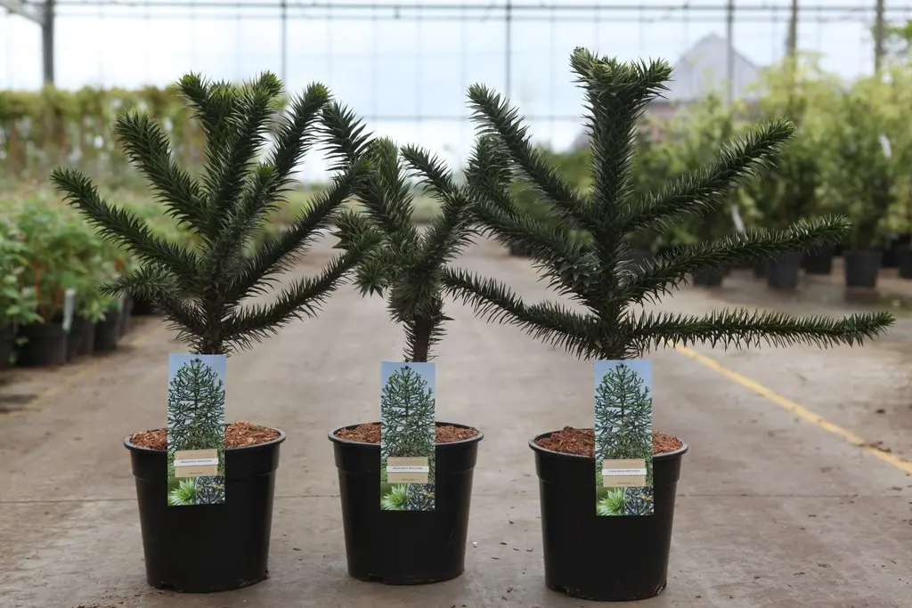 Araucaria araucana +/- 40 cm Pot C5L ** Désespoir des Singes **