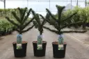 Araucaria araucana +/- 40 cm Pot C5L ** Désespoir des Singes **