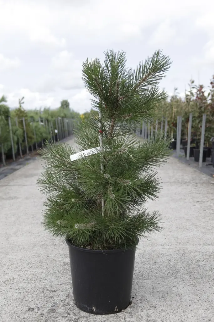 Pinus nigra nigra C18litres 80/+cm