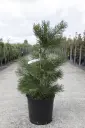 Pinus nigra nigra C18litres 80/+cm