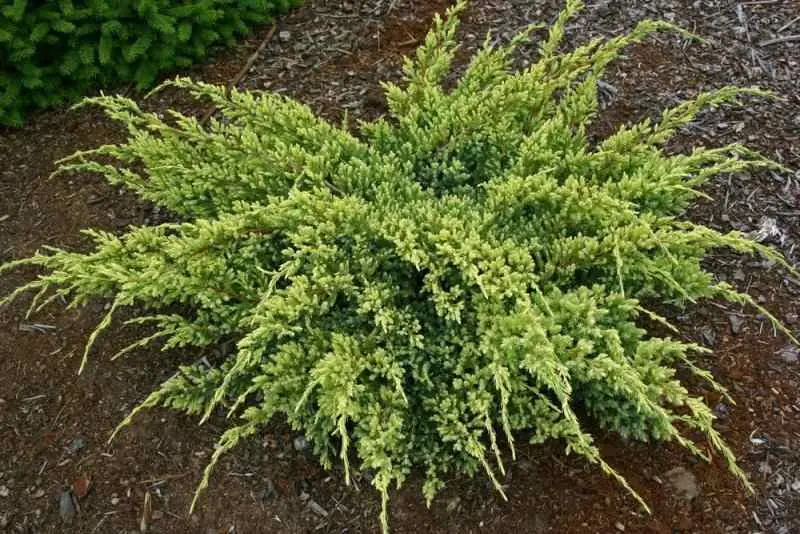 Juniperus squamata Dream Joy 40 50 cm Pot C7.5L