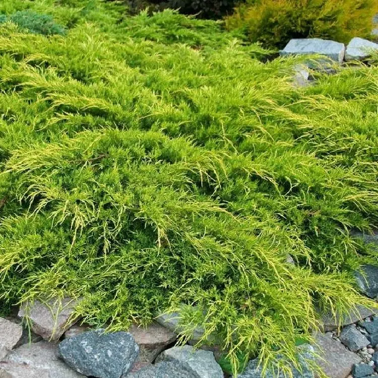 Juniperus pfitzeriana Gold Coast 30 40 Pot C3L