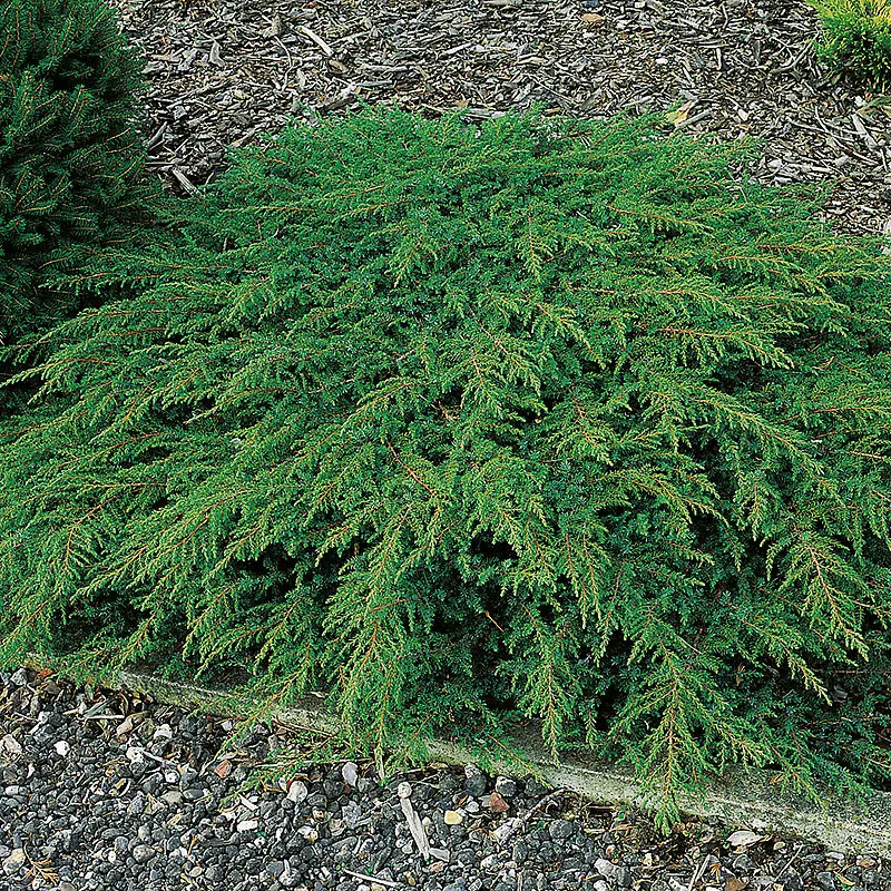 Juniperus communis Green Carpet 40 50 Pot C7.5