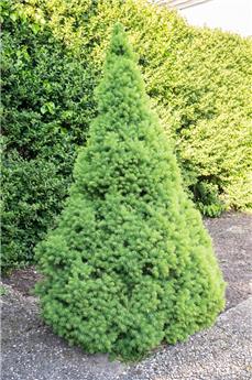 Picea glauca Conica 80 100 Pot C5