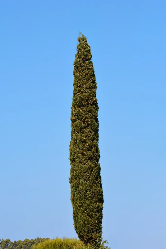 [140849] Cupressus sempervirens Totem 125 150 cm Pot C10